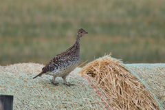 Tympanuchus phasianellus