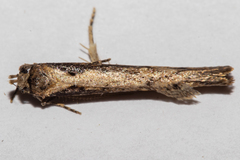 Atomotricha lewisi