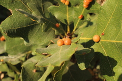 Xanthoteras eburneum