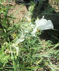 Argemone polyanthemos