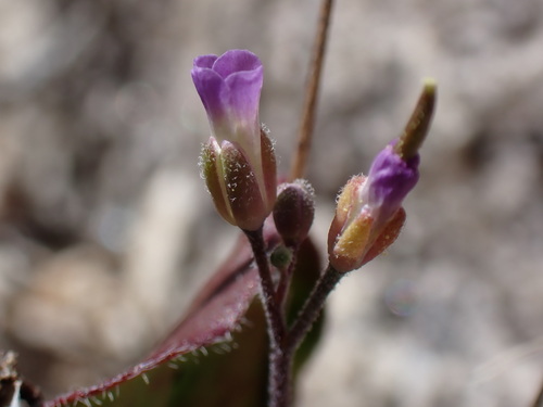Image of Boechera pinzliae by (c) Martin Purdy, some rights reserved (CC BY)