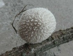 Lycoperdon curtisii