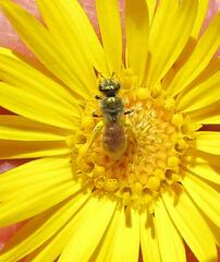 Lasioglossum zephyrus