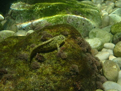 Parablennius sanguinolentus