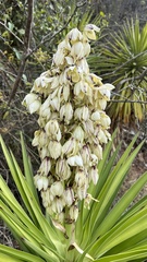 Yucca aloifolia