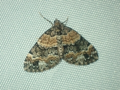 Dysstroma hersiliata