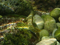 Parablennius sanguinolentus