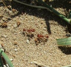 Pogonomyrmex comanche