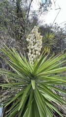 Yucca aloifolia