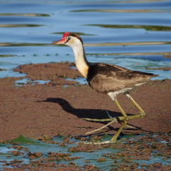 Irediparra gallinacea