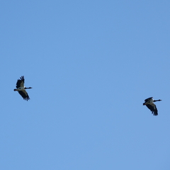 Anseranas semipalmata