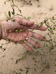 Phyllanthus warnockii