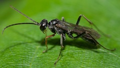 Auplopus mellipes variitarsus