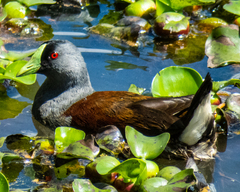 Porphyriops melanops