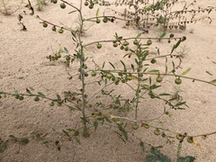 Phyllanthus warnockii