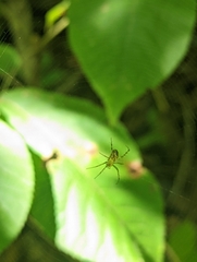Araneidae