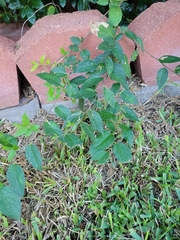 Planera aquatica