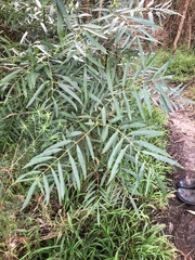 Polyscias sambucifolia