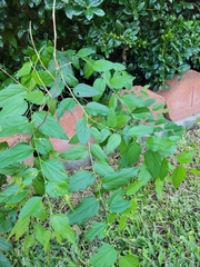 Planera aquatica