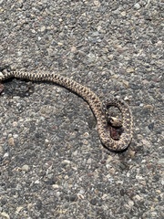Pituophis catenifer deserticola