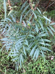 Polyscias sambucifolia