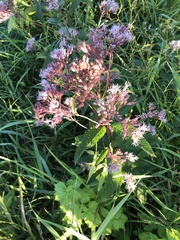 Eutrochium maculatum