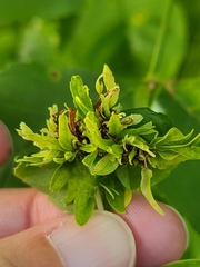 Aceria fraxiniflora