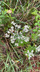 Pseudognaphalium obtusifolium