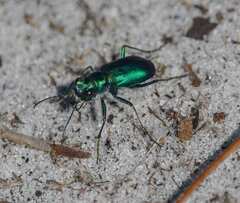 Cicindela scutellaris