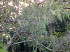 Megarynchus pitangua