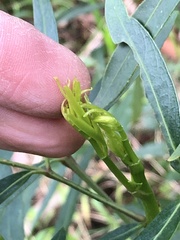 Polyscias sambucifolia