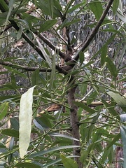 Polyscias sambucifolia