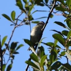 Vireo gilvus