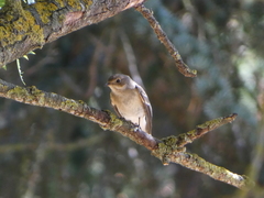 Ficedula hypoleuca