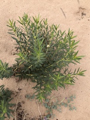 Stillingia sylvatica