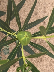 Stillingia sylvatica