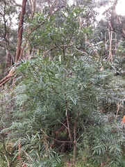 Polyscias sambucifolia