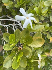Gardenia