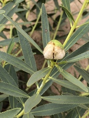 Stillingia sylvatica