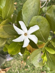 Gardenia
