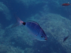 Oblada melanurus