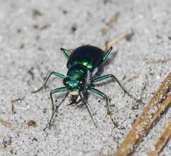 Cicindela scutellaris