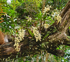Dendrobium jonesii