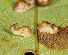 Caryomyia recurvata