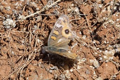 Junonia villida