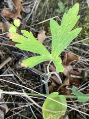 Geranium maculatum