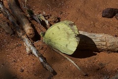 Eurema smilax