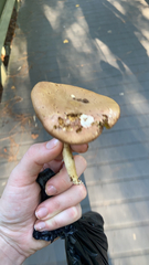 Stropharia rugosoannulata