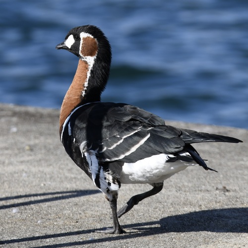Bernache à cou roux