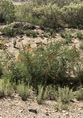 Erythrostemon gilliesii